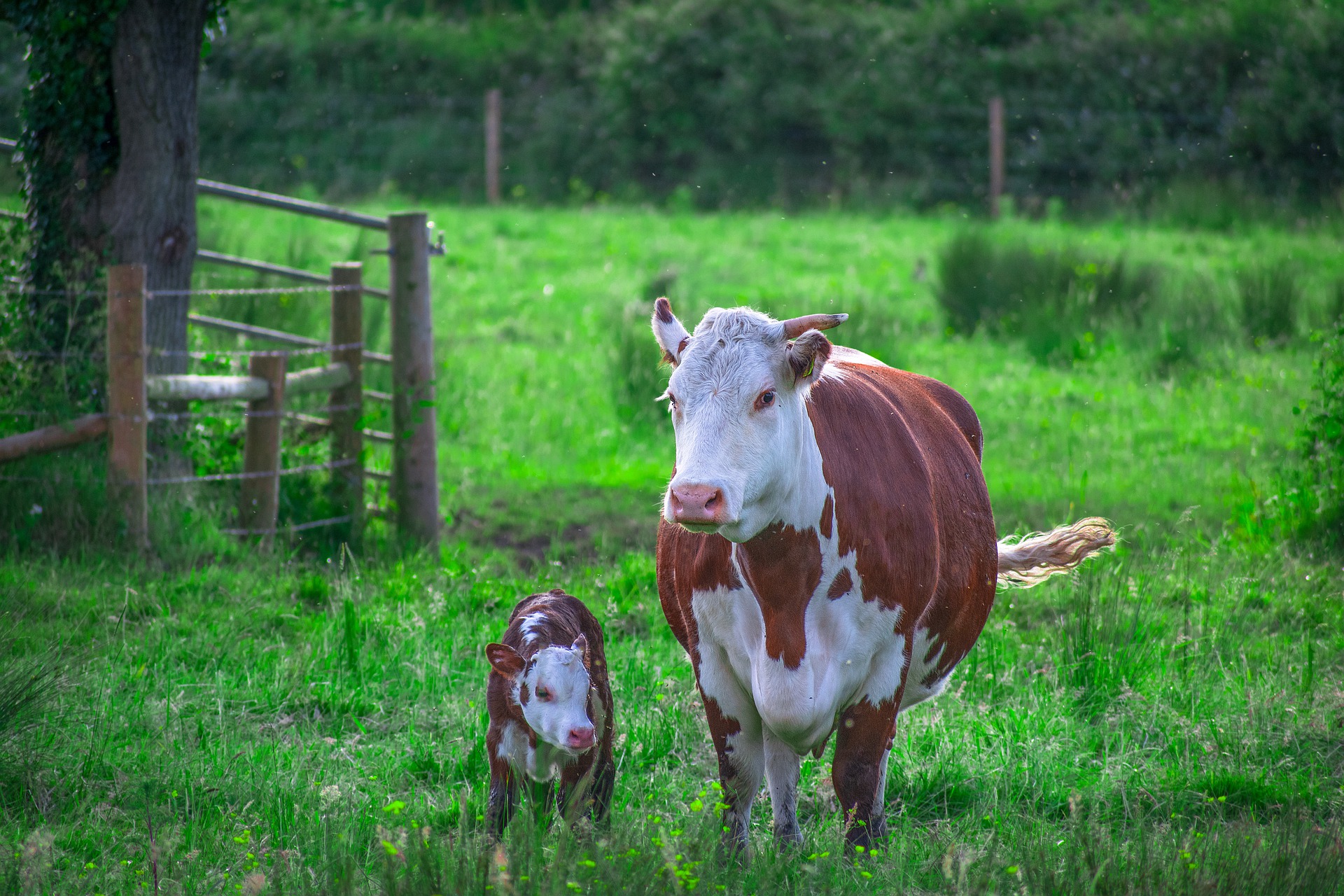 Lehmät laitumella. Pixabay.