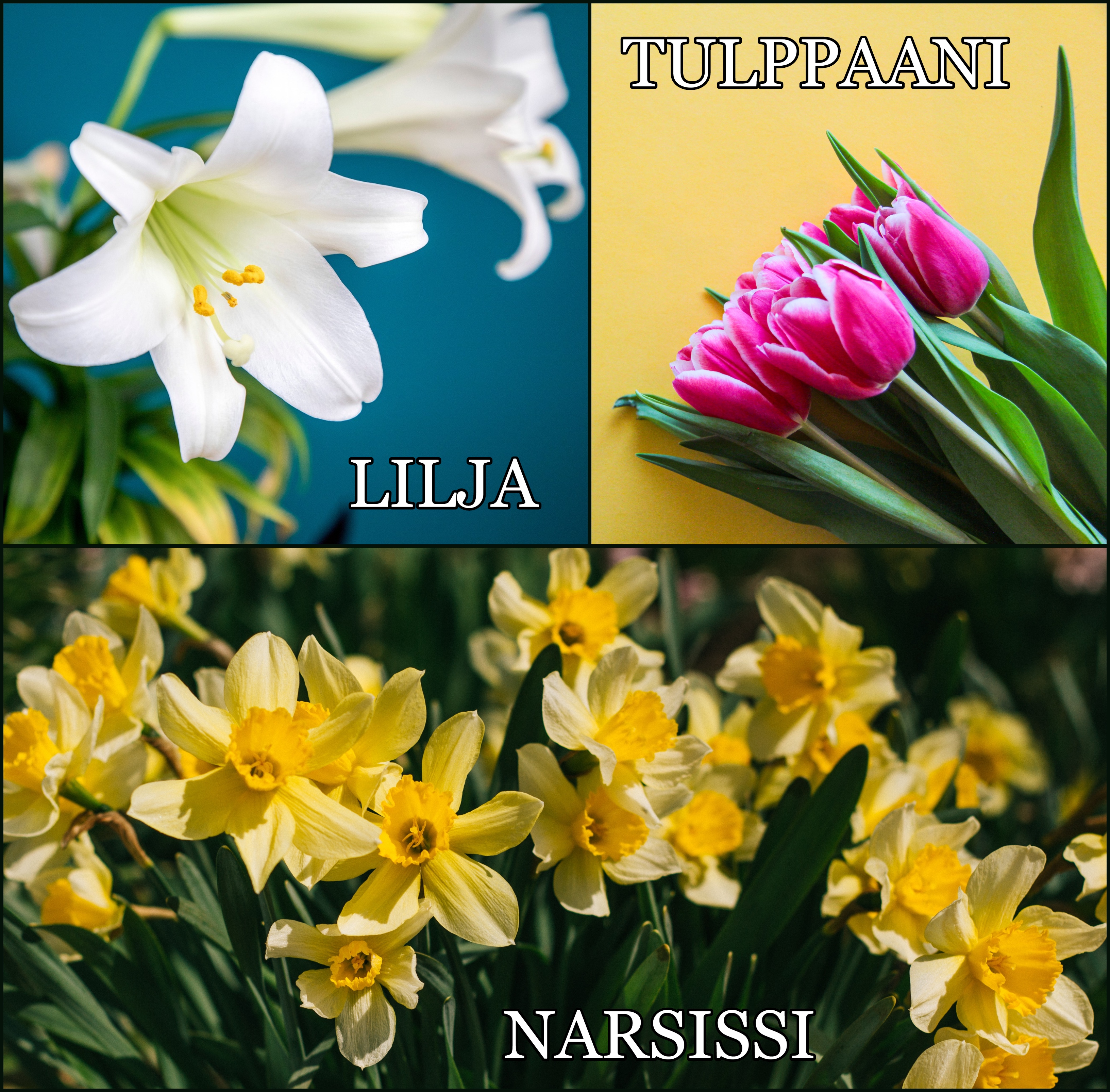 Narsissi: Unsplash, Anton Darius. Lilja: Pixabay.Tulppaani: Pexels.